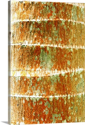 Hawaii, Oahu, Close-Up Of Coconut Palm Tree Bark Texture