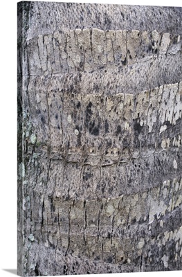 Hawaii, Oahu, Close-Up Of Coconut Palm Tree Bark Texture