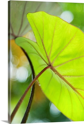 Hawaii, Oahu, Close-Up Of Taro Leaf