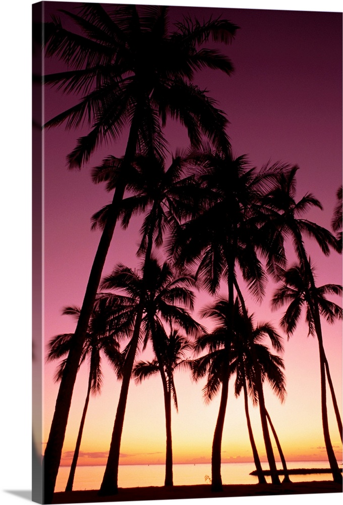 Hawaii, Oahu, Dramatic Purple Sunset Through Silhouetted Palm Trees, Ocean