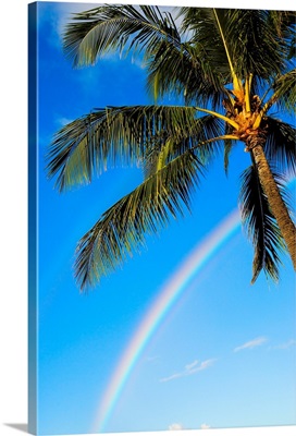 Hawaii, Oahu, Honolulu, Ala Moana Beach Park, Palm Tree And Rainbow