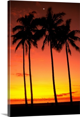 Hawaii, Oahu, Honolulu, Ala Moana Beach Park, Palm Trees Silhouetted At Sunset