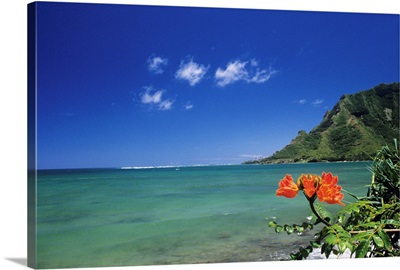 Hawaii, Oahu, Kahana Bay, Clear Coastline With Bright Orange Flower