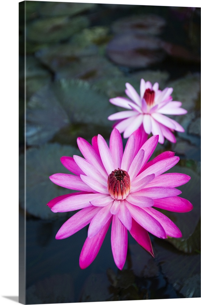Hawaii, Oahu, Kualoa Ranch, Pink Water Lilies Wall Art, Canvas Prints