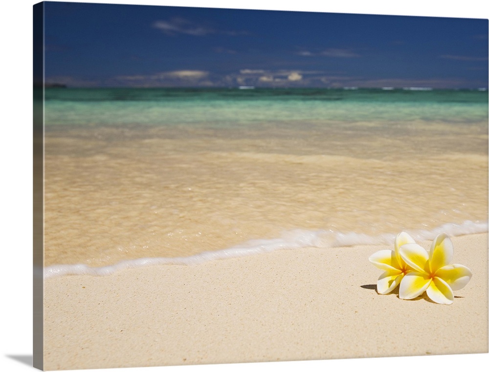 Big canvas photo of two tropical flowers laying on a white sand beach with an ocean washing ashore.