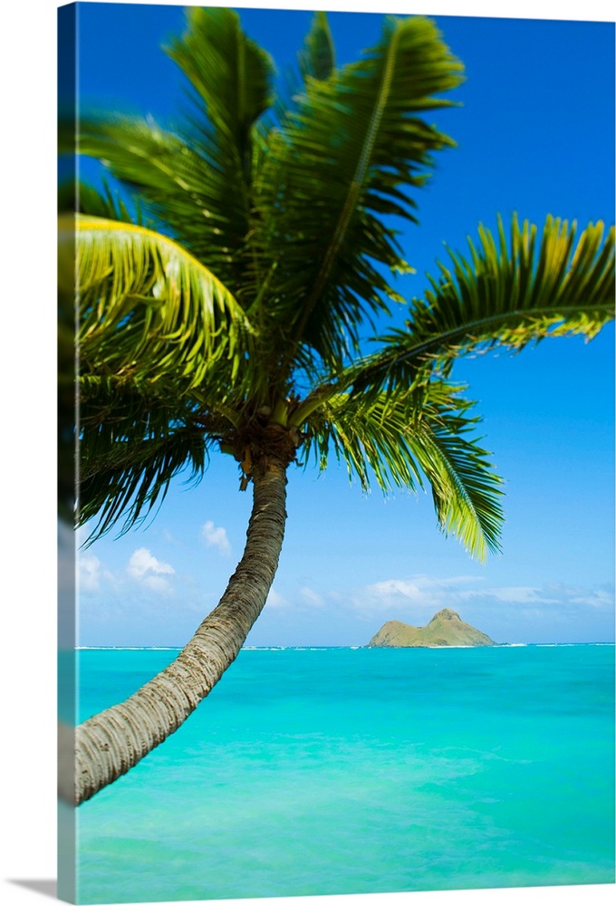 Hawaii, Oahu, Lanikai, Palm Tree Over Blue Ocean