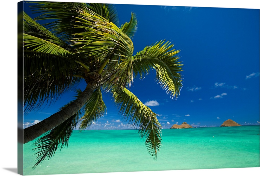 Hawaii, Oahu, Lanikai, Palm Tree Over Turquoise Ocean, Na Mokulua In The Distance