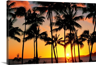 Hawaii, Oahu, Maunaloa Bay, View Of Tall Palm Trees With Golden Sunset Over Ocean
