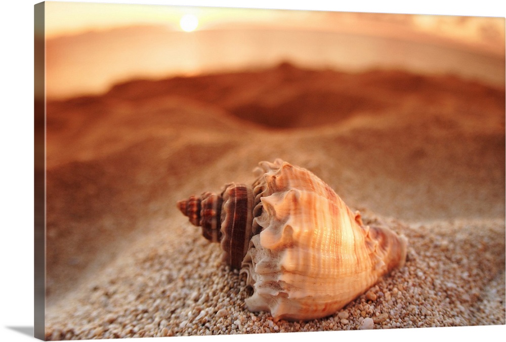 Hawaii, Oahu, North Shore, Seashell Laying In The Sand With Sun Setting Behind It