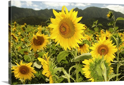 Hawaii, Oahu, North Shore, Sunflower Field