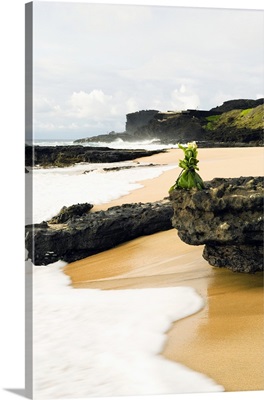 Hawaii, Oahu, Sandy Beach, Hawaiian Offering On Rock At Shoreline