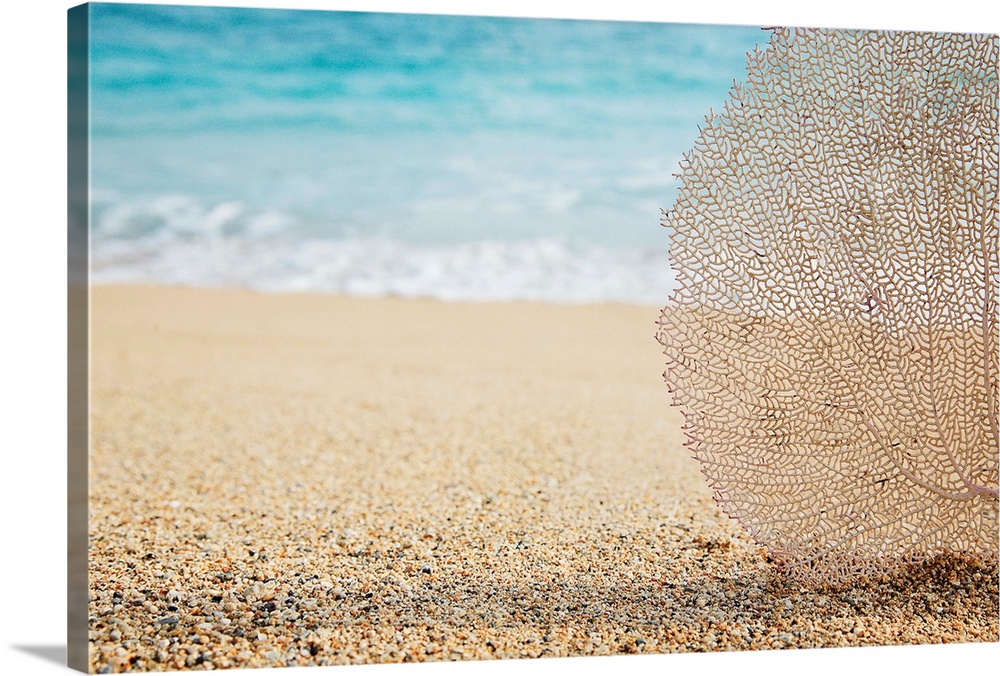 Artistic photograph of a lacey coral fan on a tropical beach, with water from the tide coming in in the background.