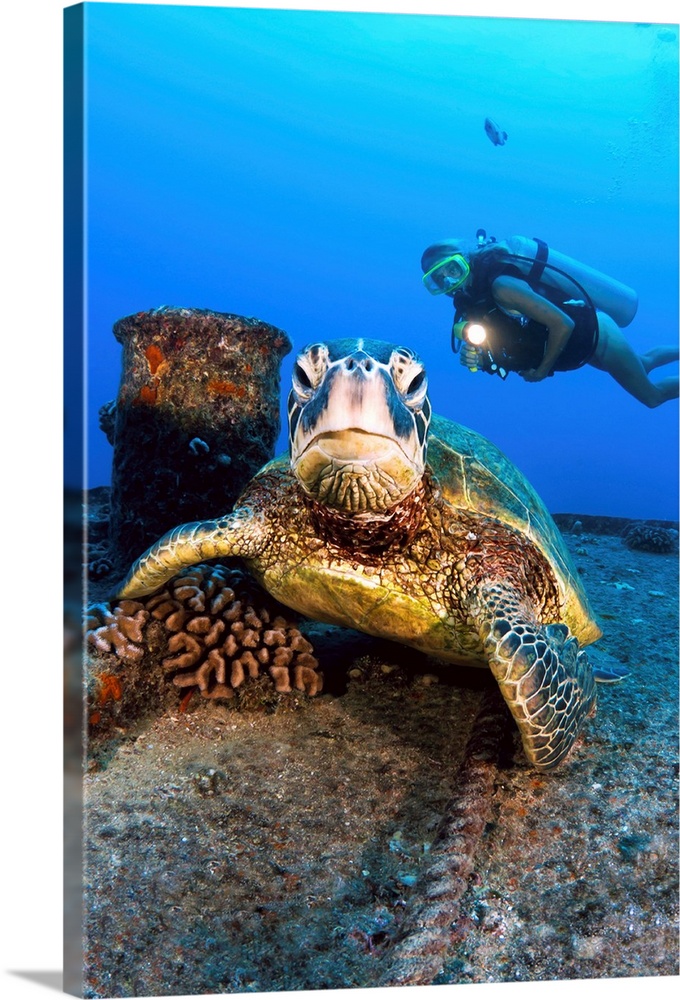 Hawaii, Oahu, Waikiki, Diver Views A Green Sea Turtle On The Wreck Of The Yo-257