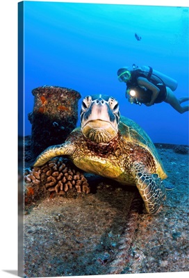 Hawaii, Oahu, Waikiki, Diver Views A Green Sea Turtle On The Wreck Of The Yo-257
