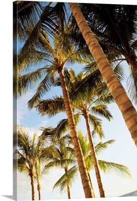 Hawaii, Oahu, Waikiki, Many Palm Trees Against Blue Sky From Below