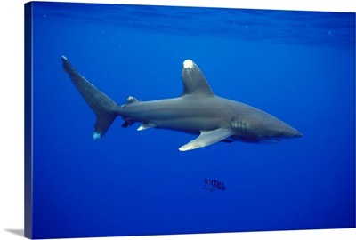 Hawaii, Oceanic Whitetip Shark Side View