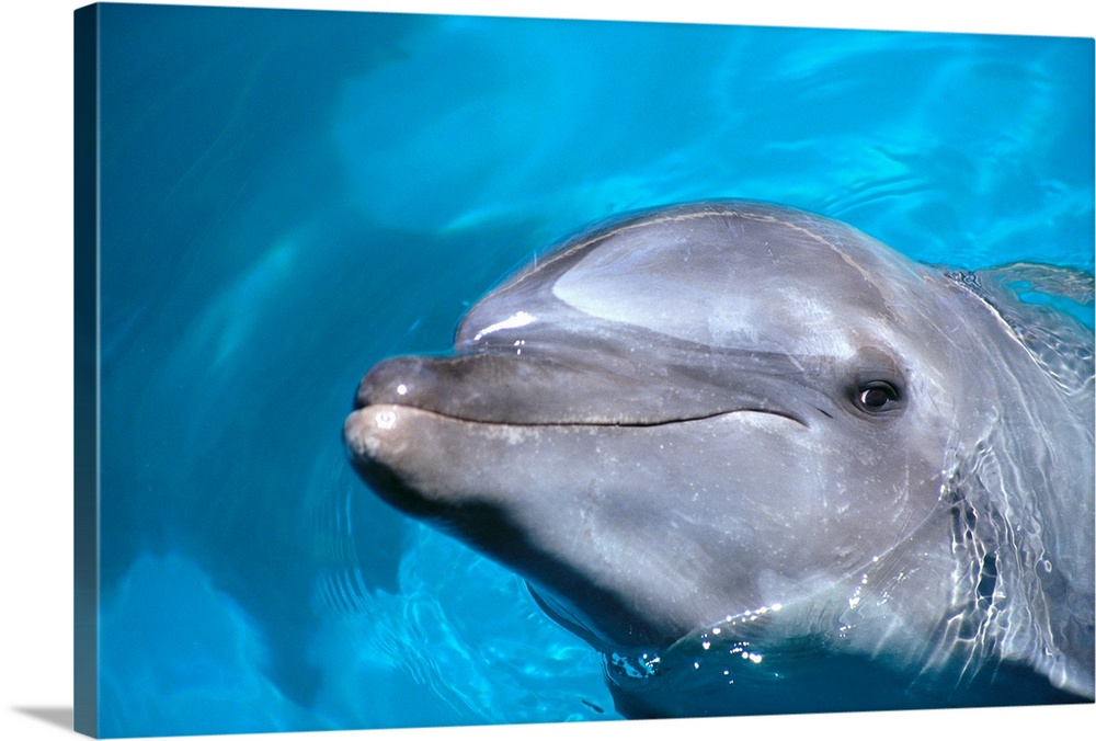 Hawaii, Pacific Bottlenose Dolphin