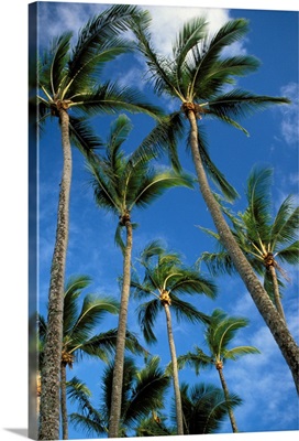 Hawaii, Palm Trees Against Blue Sky And Clouds