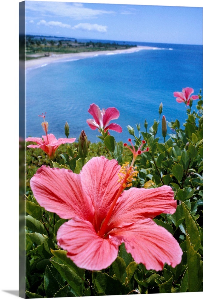 Hawaii, Pink Hibiscus Overlooking Beach Wall Art, Canvas Prints, Framed