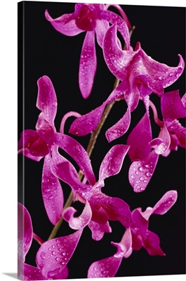 Hawaii, Purple Dendrobium Orchids With Water Droplets, Black Background