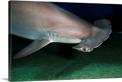 Hawaii, Scalloped Hammerhead Shark (Sphyrna Lewini) On The Ocean Floor