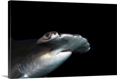 Hawaii, Scalloped Hammerhead Shark (Sphyrna Lewini) On The Ocean Floor