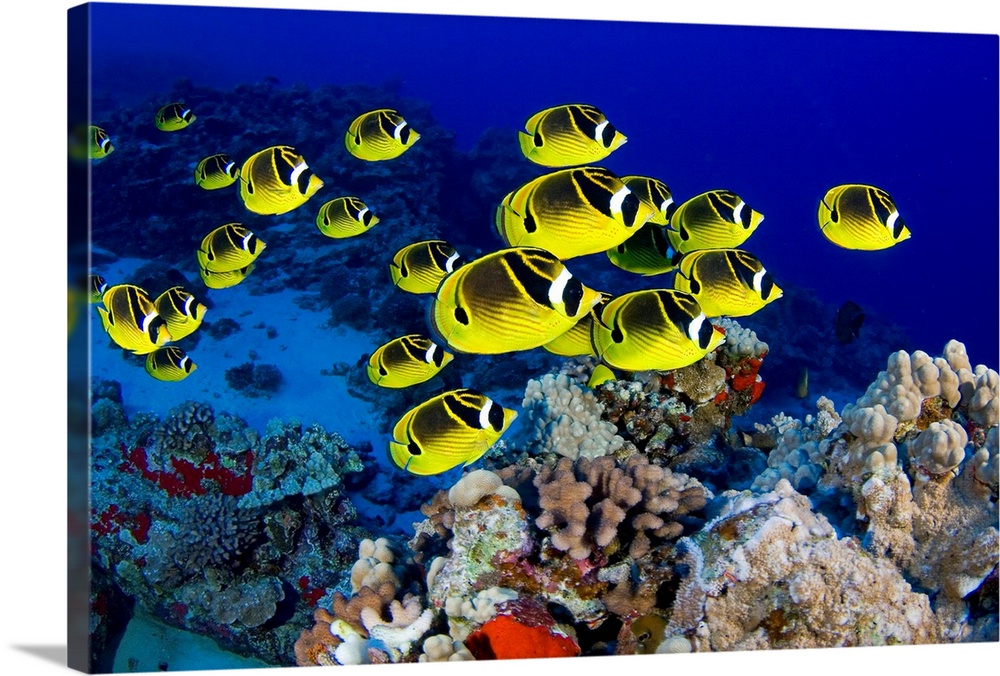 Photograph of colorful  school of fish underwater swimming over reef.