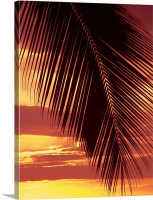 Hawaii, Silhouette Of Palm Frond Against Orange Sunset