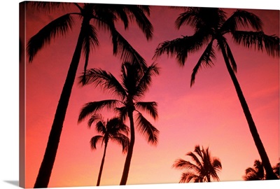 Hawaii, Silhouette Of Palm Trees At Sunset, Pink Sky