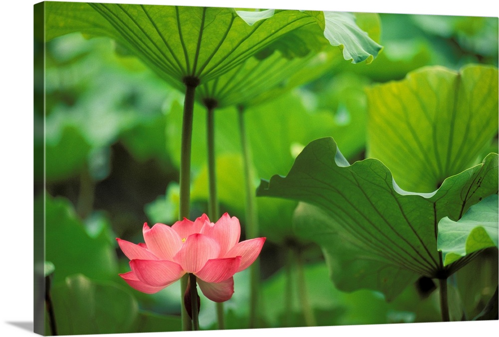 Canvas photo art of a flower amounst big leaves.