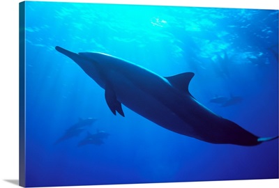 Hawaii, Spinner Dolphin Near Surface