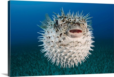 Hawaii, The Spotted Porcupinefish (Diodon Hystrix) Floating In Deep Blue Pacific Waters