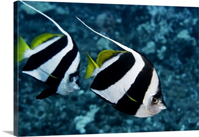 Hawaii, Two Pennant Bannerfish (Heniochus Chrysostomus) Gliding Through Water Together