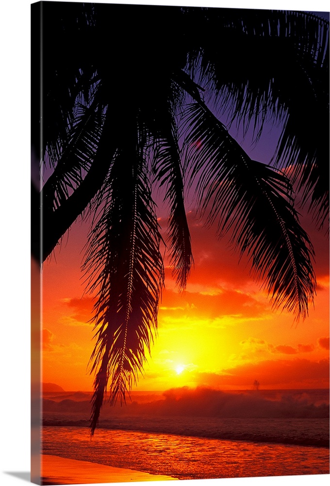Vertical, large photograph of the silhouette of a palm tree swaying over the shoreline in Hawaii, at sunset.