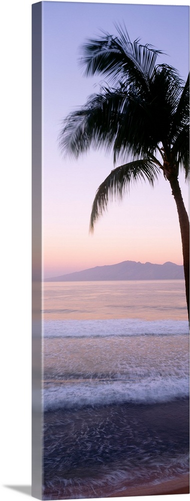 Hawaii, West Maui Beach At Twilight, Palm Tree Along Shoreline
