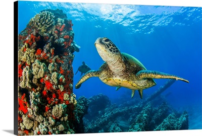 Hawaiian Green Sea Turtle Swimming In Clear, Blue Water, Lahaina, Maui, Hawaii, USA