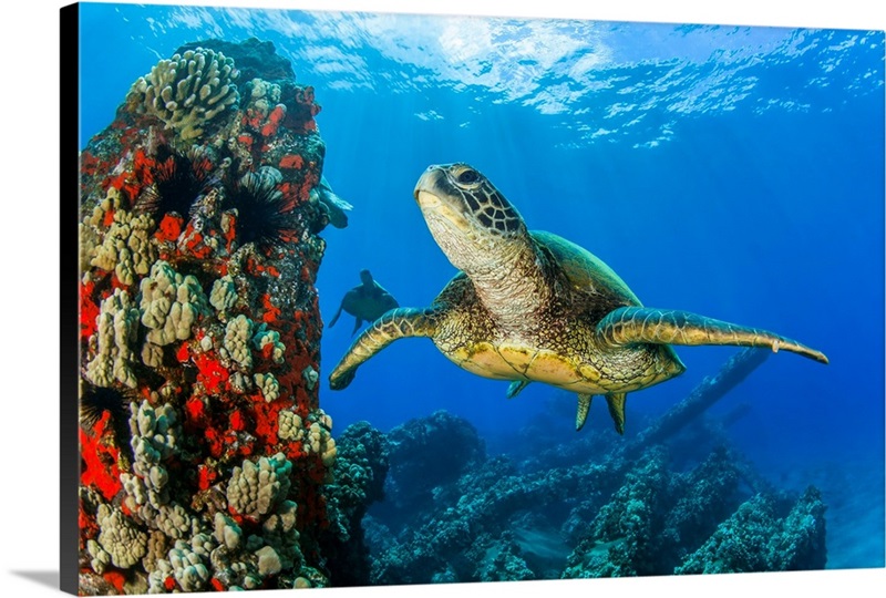 Hawaiian Green Sea Turtle Swimming In Clear, Blue Water, Lahaina, Maui 