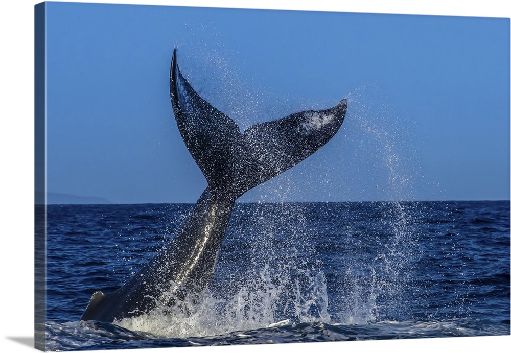 Fluke, Tail Lob, Humpback Whale (Megaptera novaeangliae), Endangered Species, Hawaiian Islands Humpback Whale National Mar...