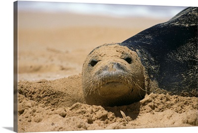 Hawaiian Monk Seal (Monachus Schauinslandi) On Beach With Sand On Face