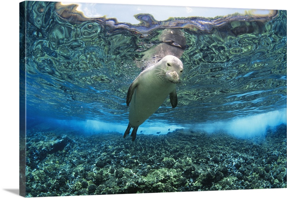 Hawaiian monk seal (Monachus schauinslandi) over reef, nr surface w/ refelctions