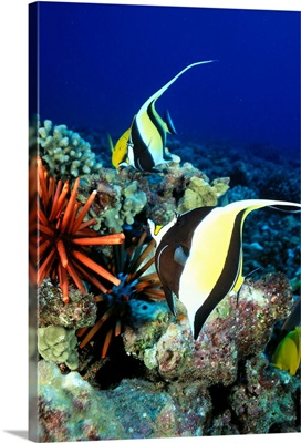 Hawaiian Reef Scene, Moorish Idol, Slate Pencil Sea Urchin, And Reef Fish