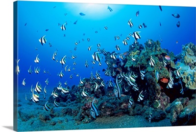 Hawaiian Reef Scene With Pennant Fish (Heniochus Diphreutes)