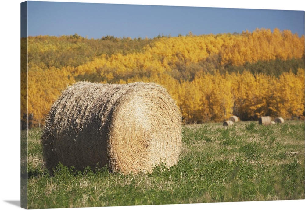 Hay Bale With Autumn Colors, Alberta, Canada