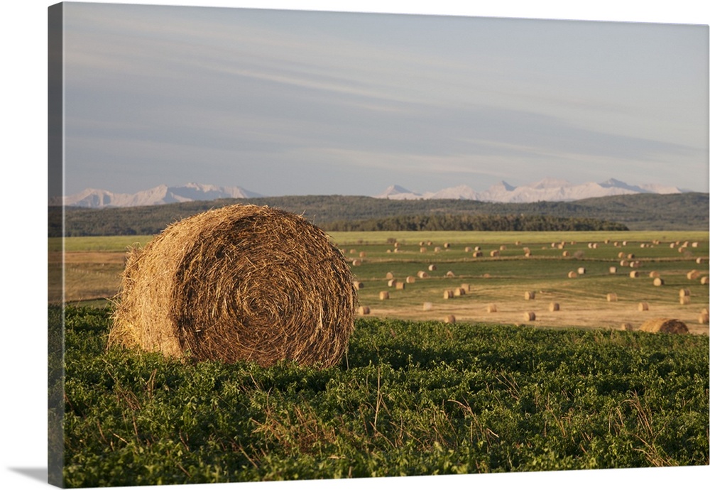 Hay Bales In A Field With Mountains In The Background At Sunrise; Alberta, Canada
