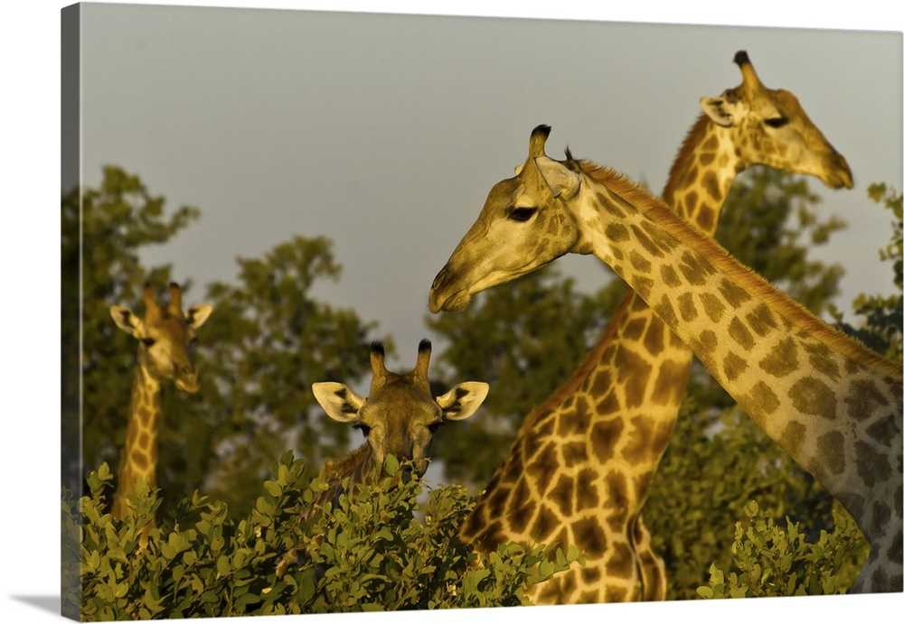 Head and necks of four giraffes above trees.
