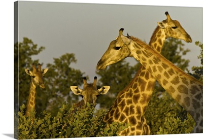 Head And Necks Of Four Giraffes Above Trees