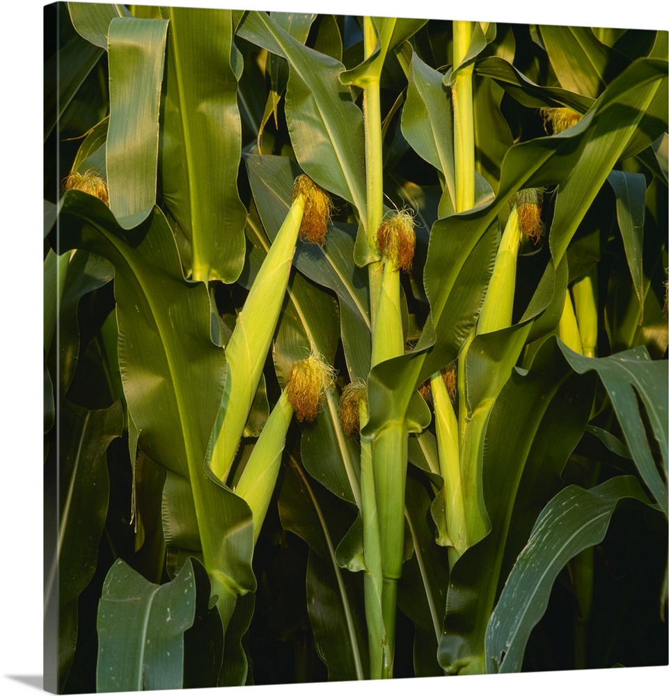 Healthy ears of mid season grain corn on the stalks, Iowa