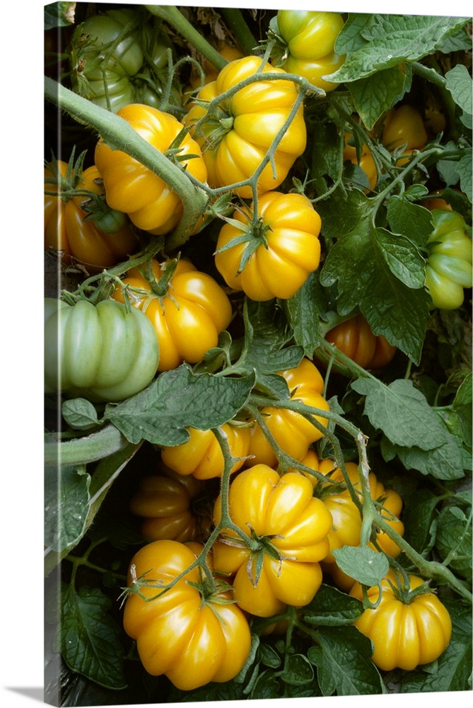Heirloom tomatoes on the vine, Yellow Ruffled variety, California