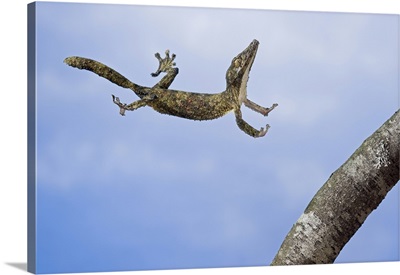 Henkel's leaf-tailed gecko in mid leap, Madagascar