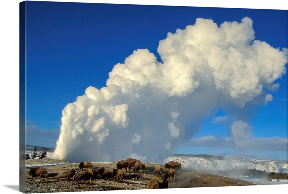 Herd of American bison (Bison bison) grazing and keeping warm near the famous geyser, Old Faithful, with clouds of steam r...